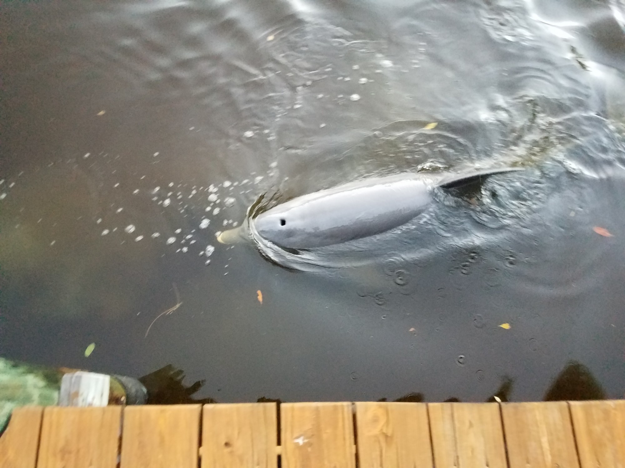 A Dolphin swimming by the dock!
